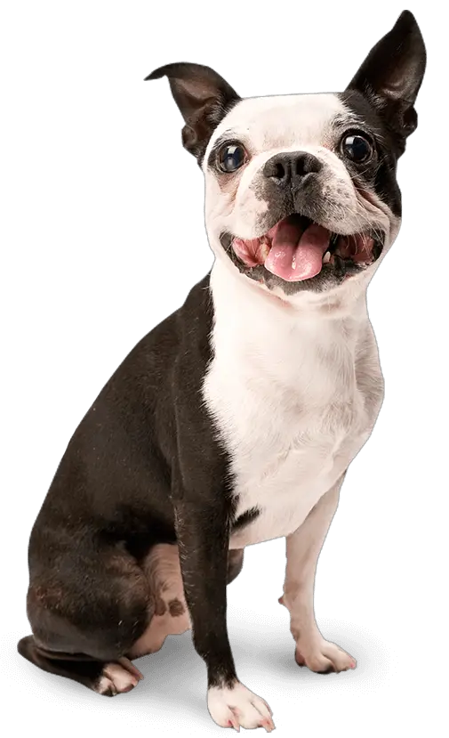 Dog PNG Animal Receiving Miss Winkles Pet Adoption Center  HD Free Download