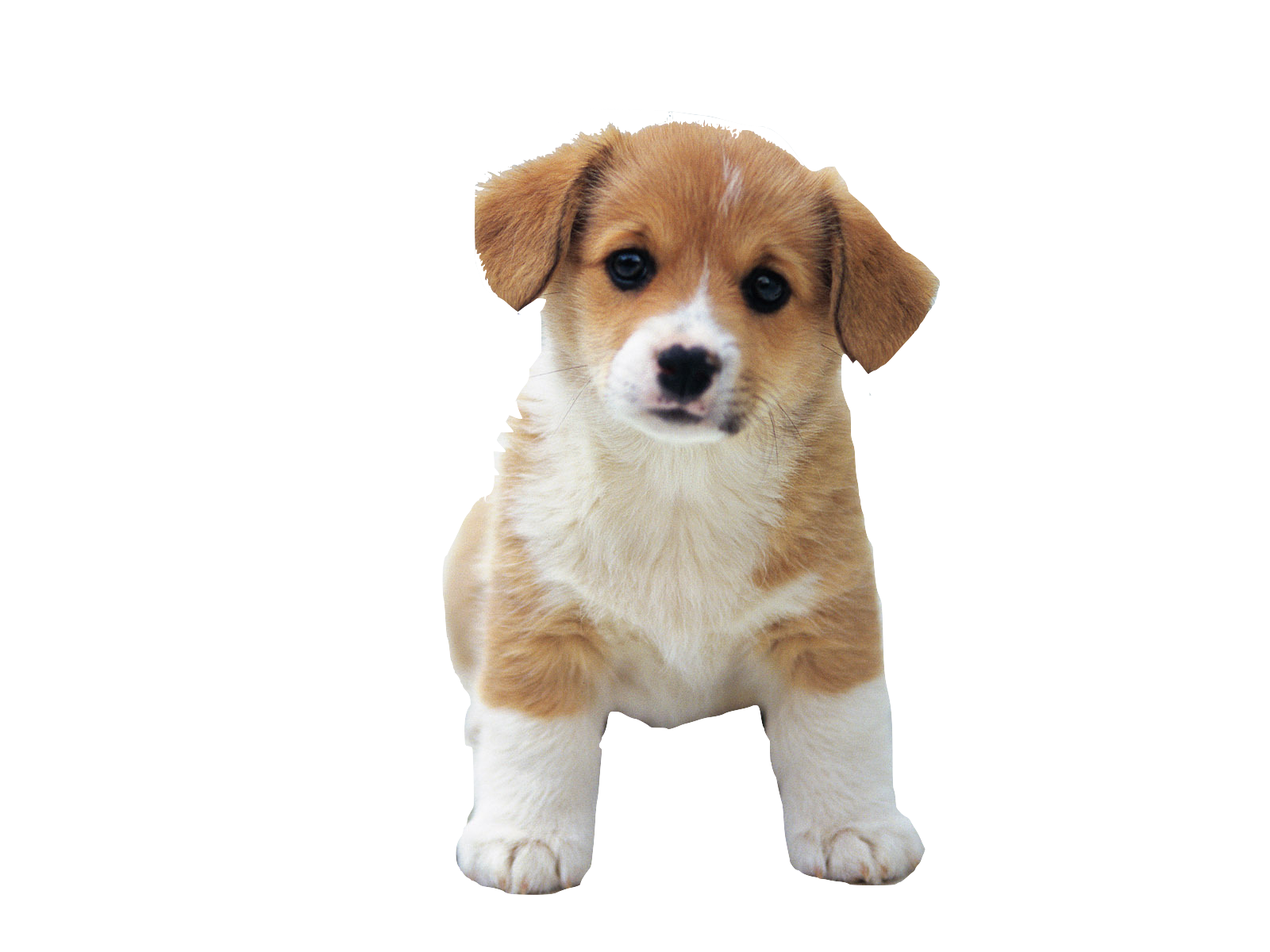 Dog PNG Cute Puppies Images Clkerm Vector Clip  HD Free Download