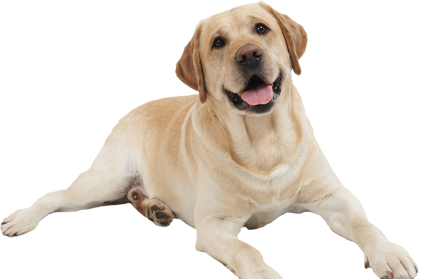 Dog PNG Heat And Cool Feed With Kelstream Scraped Surface Heat HD Free Download