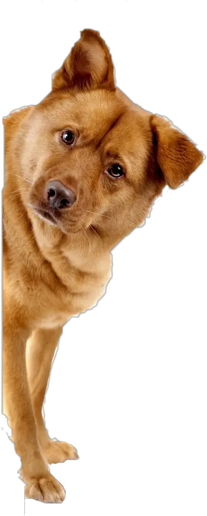 Dog PNG March Road Pet Food Grooming  HD Free Download