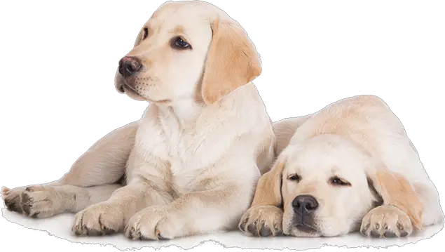 Dog PNG Products That Strengthen The Bond Between Pets Pet  HD Free Download