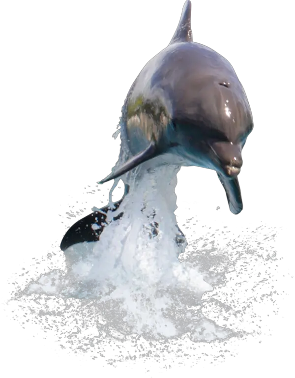 Dolphin Physical And Emotional Intelligence  HD Free Download