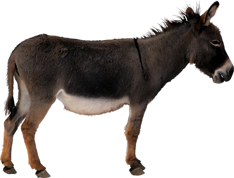 Donkey Cosas Para Photoscape Genes Para Photoscape Photoshop  HD Free Download