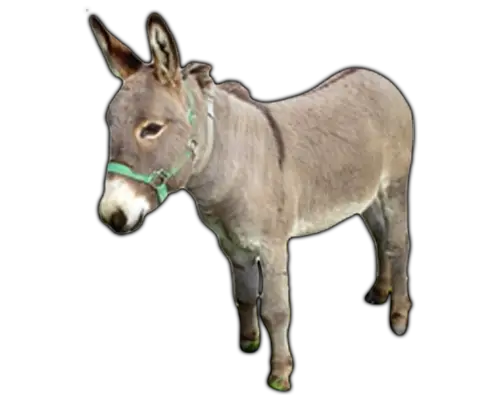 Donkey Farm Animals Lessons Printables Worksheets Coloring HD Free Download
