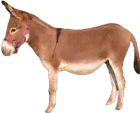 Donkey Tux Paint Stamp Browser Animals  HD Free Download