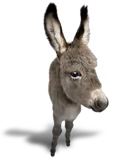 Donkey Varlack Ventures Car Rental John Virgin Islands  HD Free Download