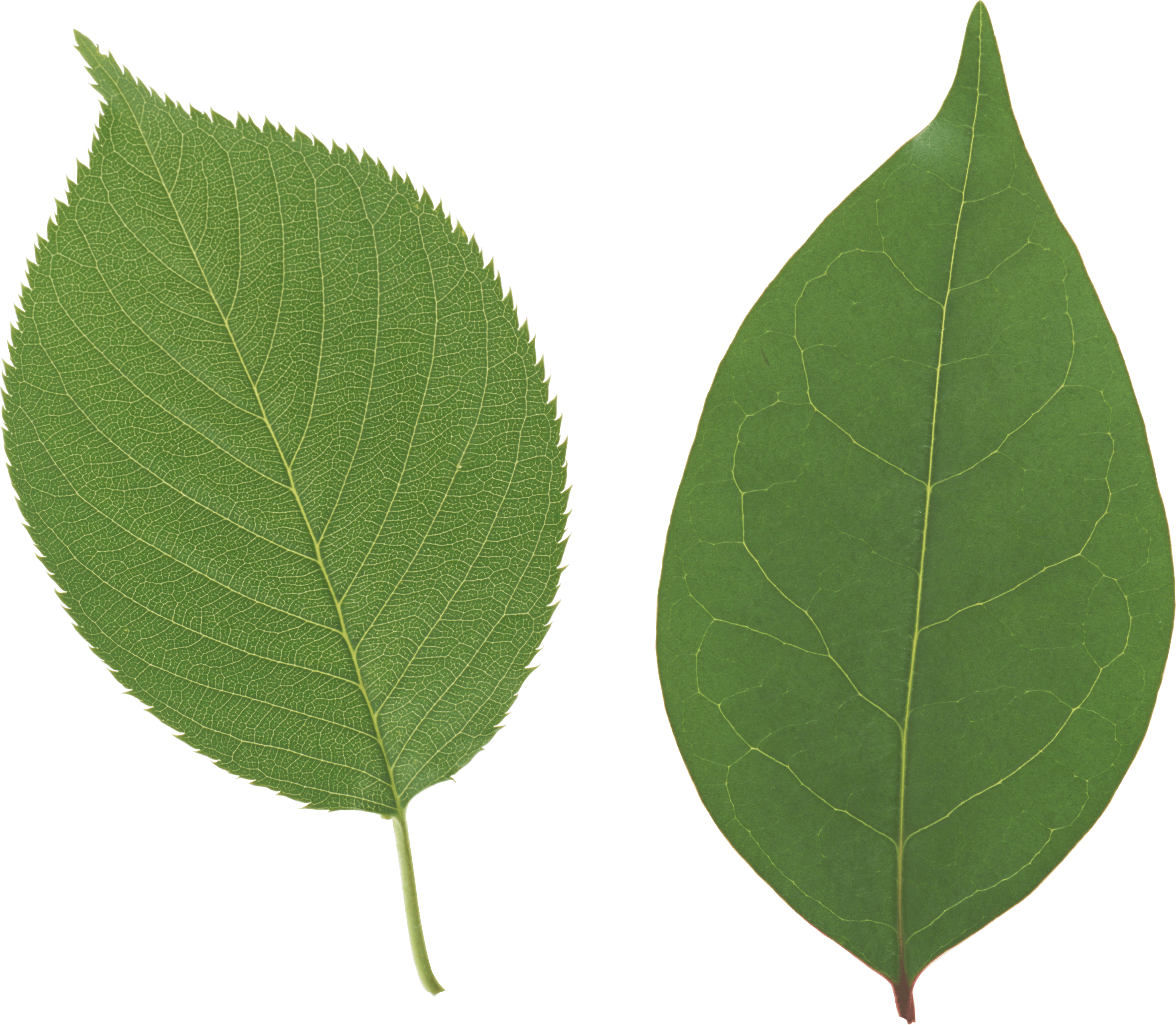 Close Up Of Two Leaf Transparent PNG  HD Free Download