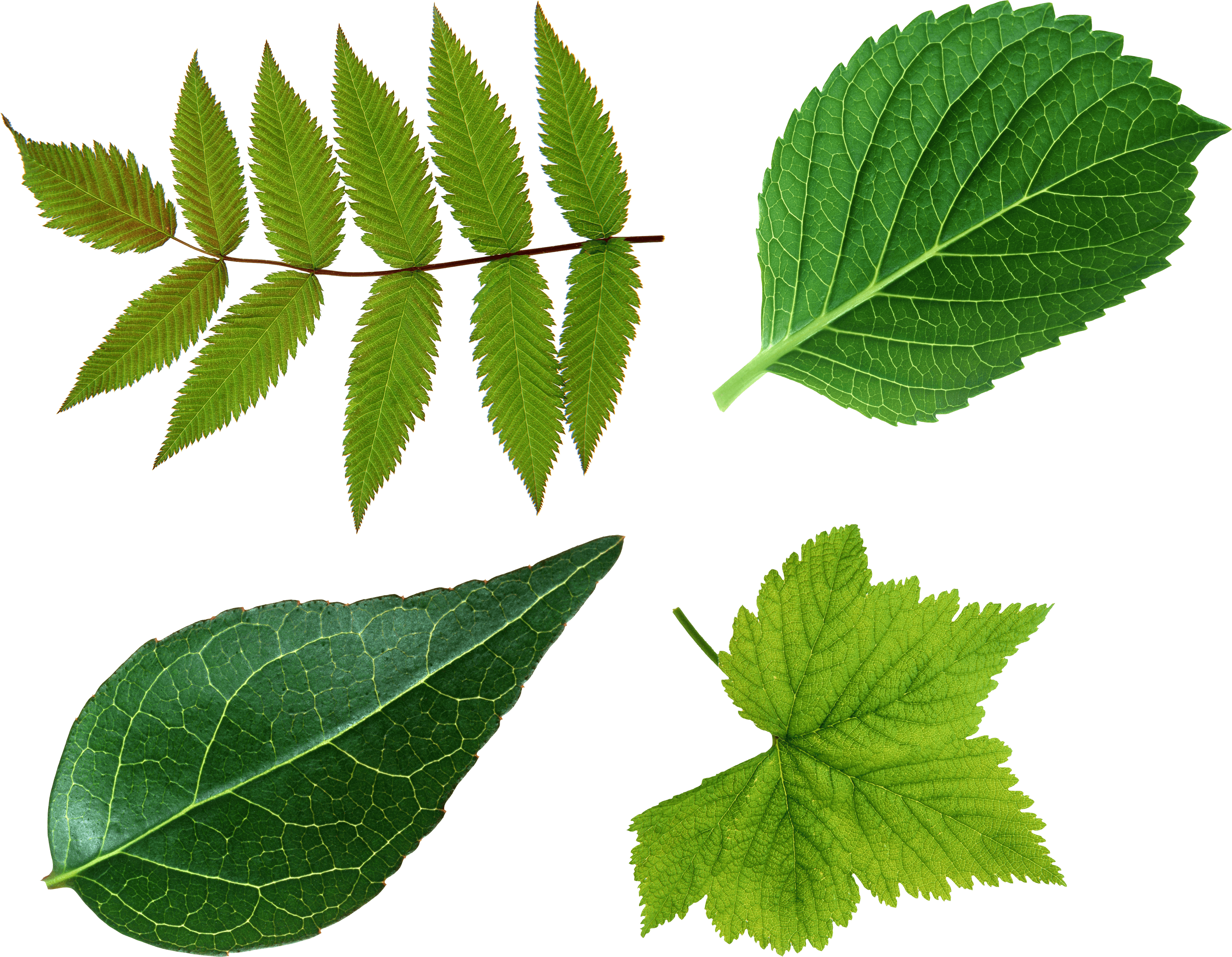 Different Types Of Leaf PNG Transparent Background  HD Free Download
