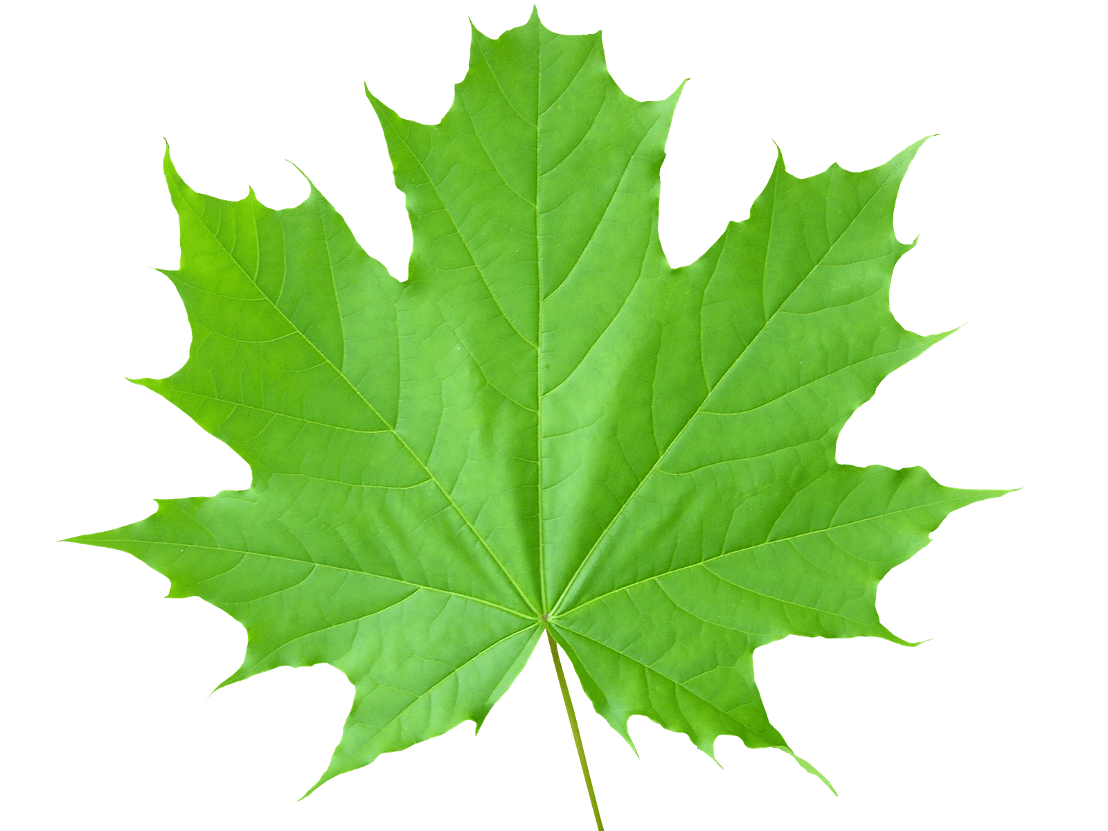 Green Leaf Transparent Background HD Free Download