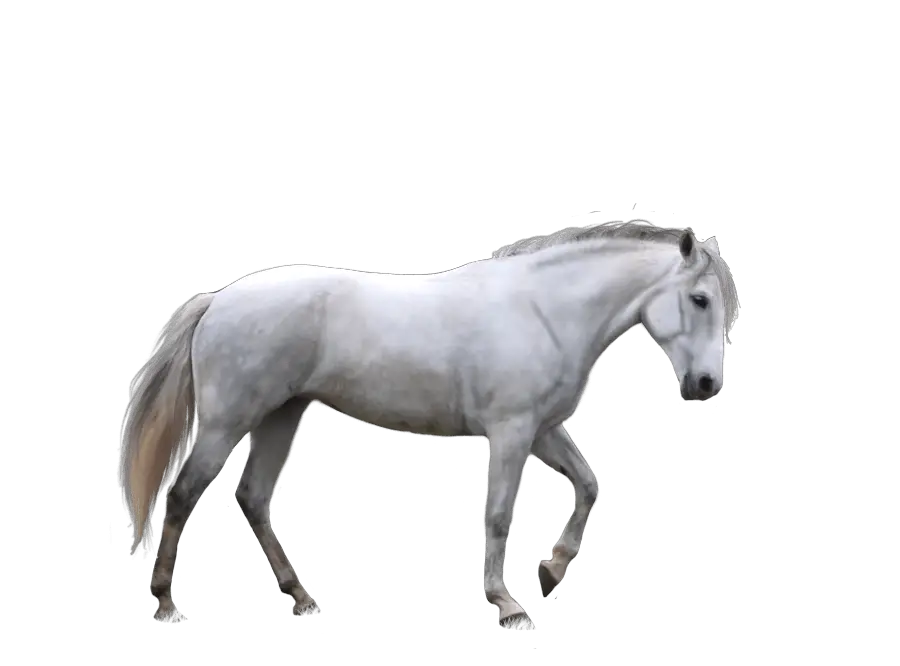 White Horse Transparent  HD Free Download