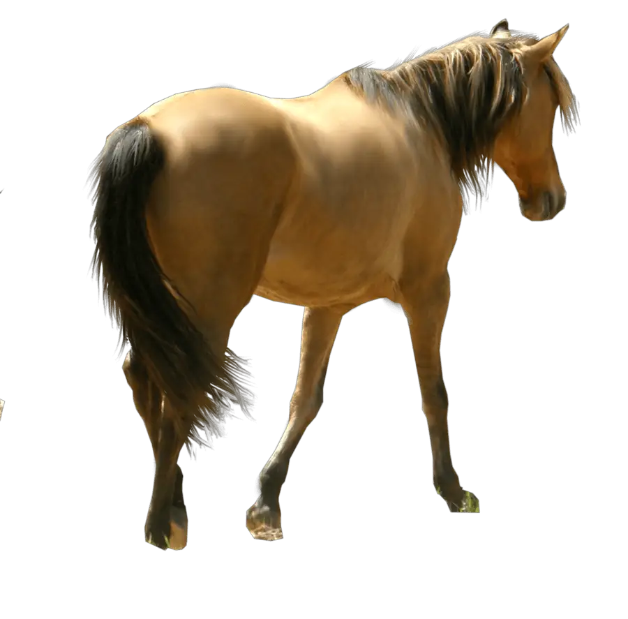 Horse Back View PNG  HD Free Download