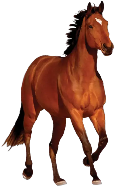 Horse PNG Transparent Image And Clipart  HD Free Download