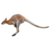 Kangaroo Photo Images And Clipart  HD Free Download