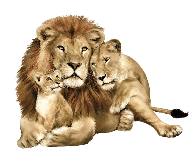 Lion PNG Image Image Picture Lions  HD Free Download