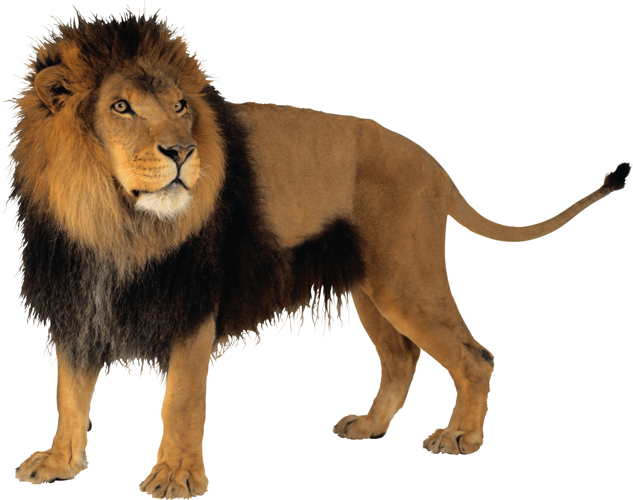 Lion PNG Image PNG Image HD Free Download