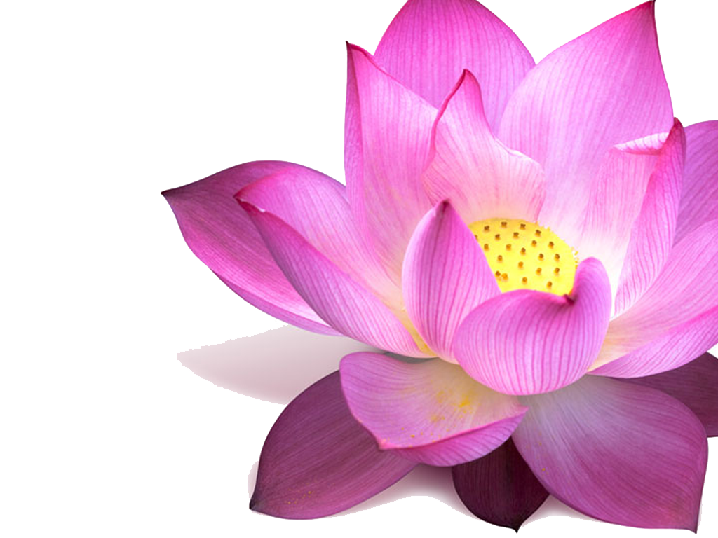 Lotus Pink Image  HD Free Download
