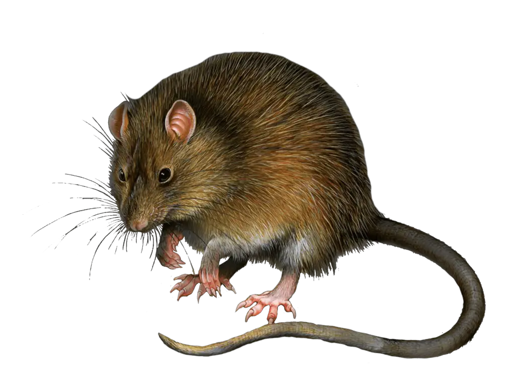 Mouse Rat PNG Image PNG Image   HD Free Download