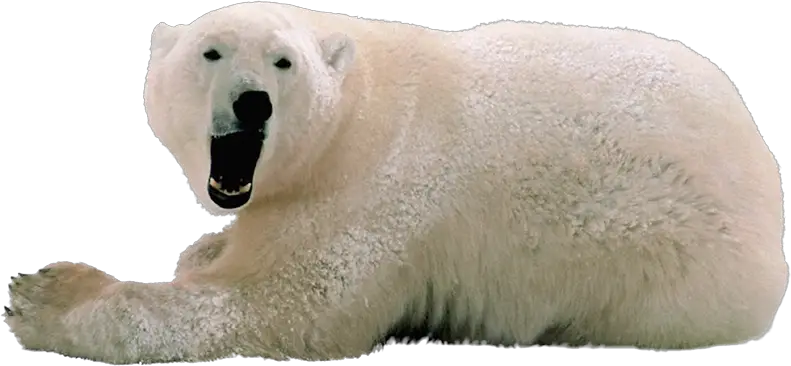 Polar Bear PNG Transparent Images Transparent Backgrounds PNGriver Com Polar Bear  HD Free Download