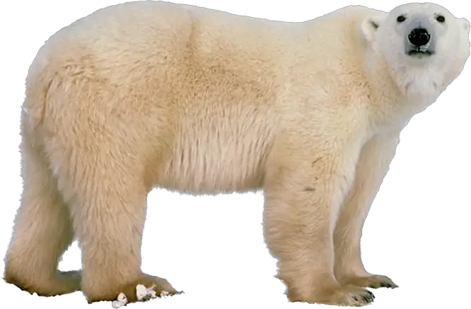 Polar Bear PNG Transparent Images Transparent Backgrounds PNGriver Com Polar Bear  HD Free Download