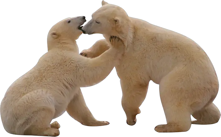 Polar Bear PNG Transparent Images Transparent Backgrounds PNGriver Com Polar Bear  HD Free Download