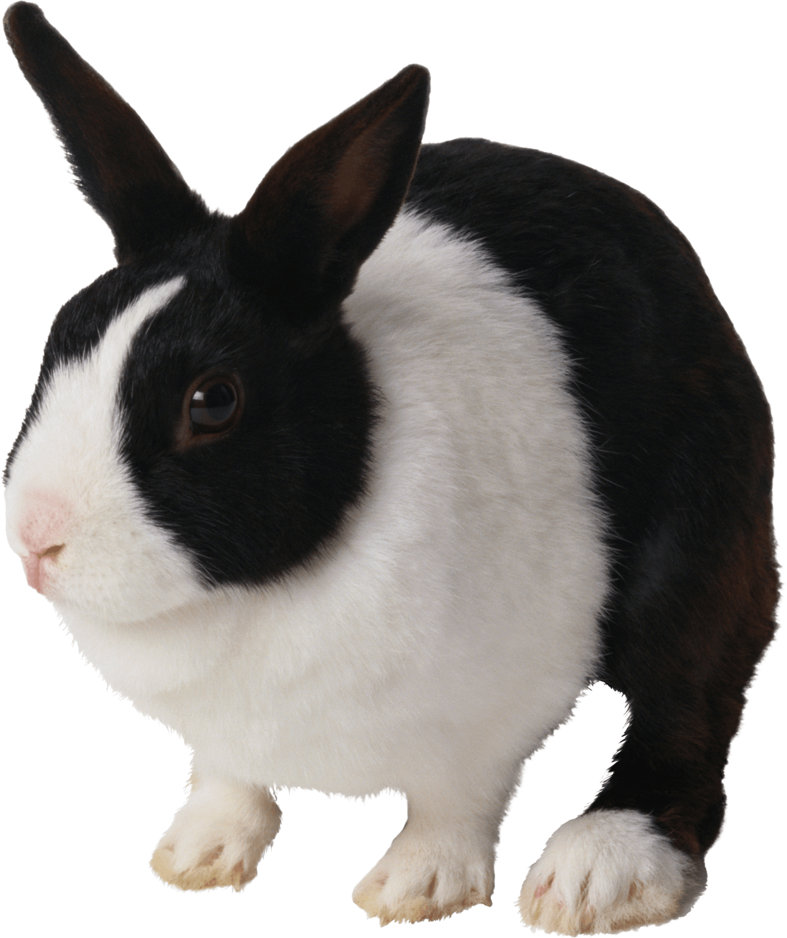 Rabbit PNG Image PNG Image   HD Free Download
