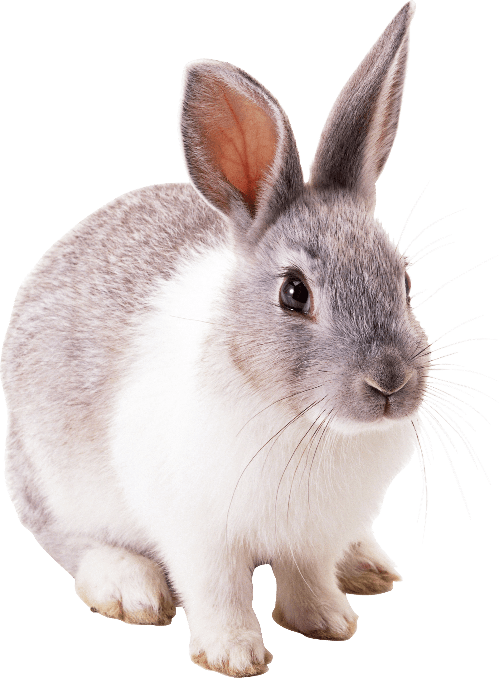 Rabbit PNG Image PNG Image   HD Free Download