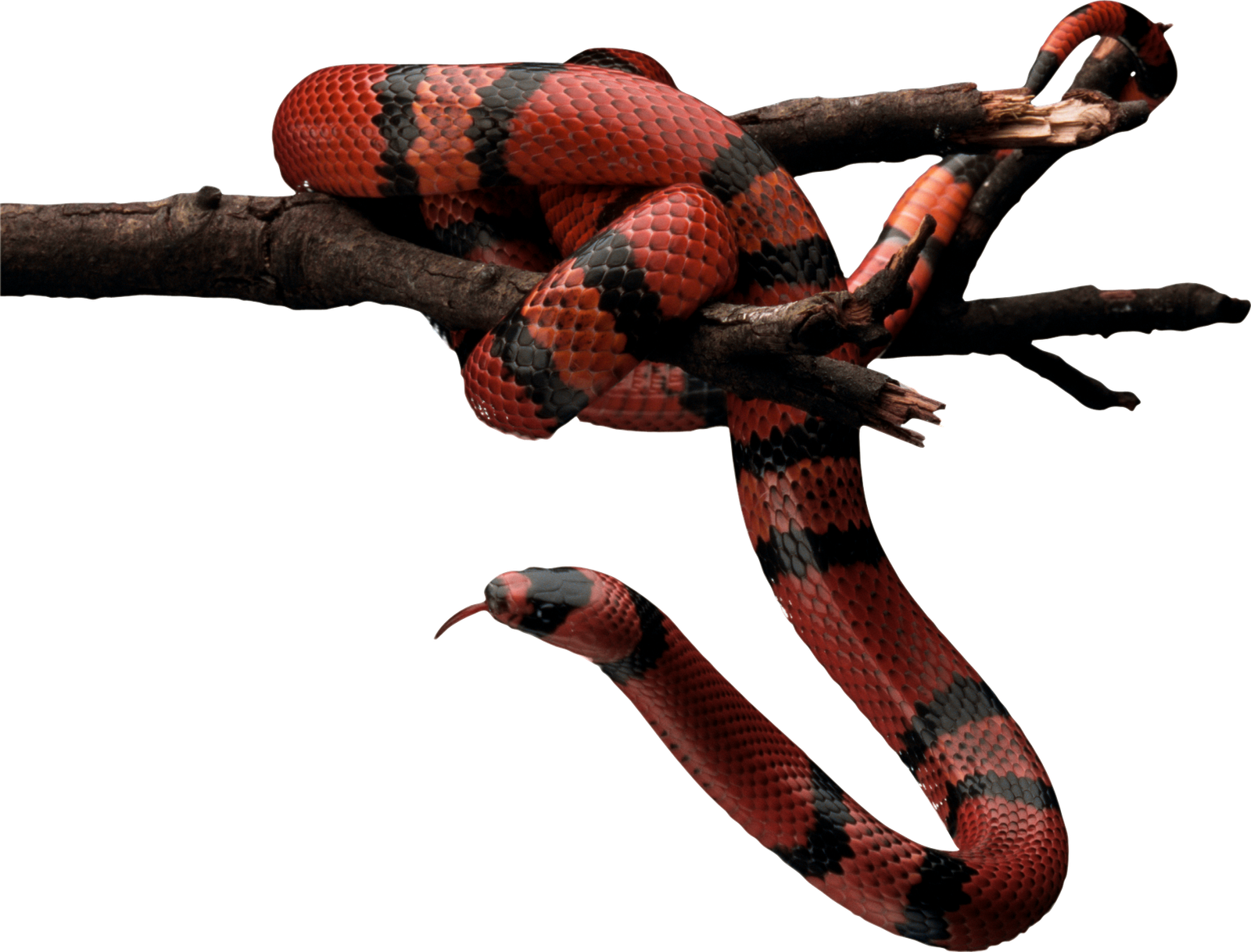 Snakes PNG Transparent Images Clipart And Alpha  HD Free Download