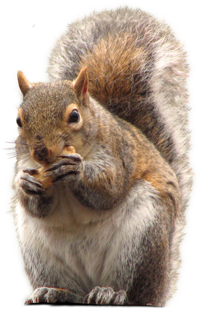 Squirrel PNG Transparent Images Images  HD Free Download