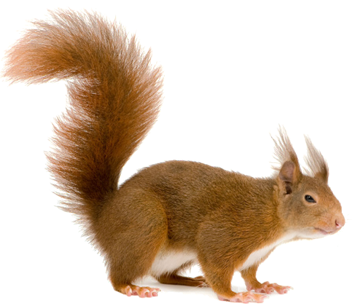 Squirrel PNG Transparent Images Images HD Free Download