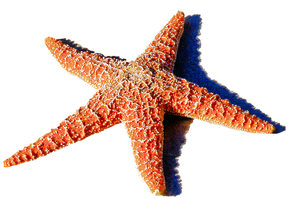 Starfish PNG Transparent Images And Alpha Background Clipart Images  HD Free Download