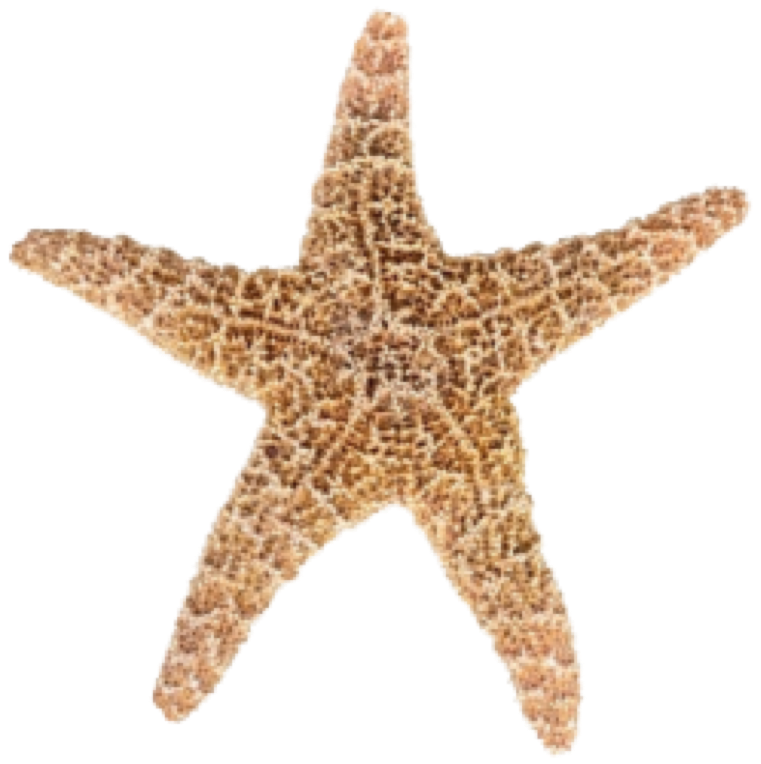 Starfish PNG Transparent Images And Alpha Background Clipart Images  HD Free Download