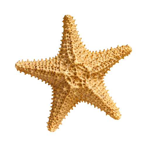Starfish PNG Transparent Images Transparent Backgrounds PNGriver Com Starfish PNG HD Free Download