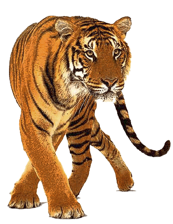 Tiger PNG Image Tigers PNG Image  HD Free Download