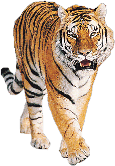 Tiger PNG Image Tigers PNG Image  HD Free Download
