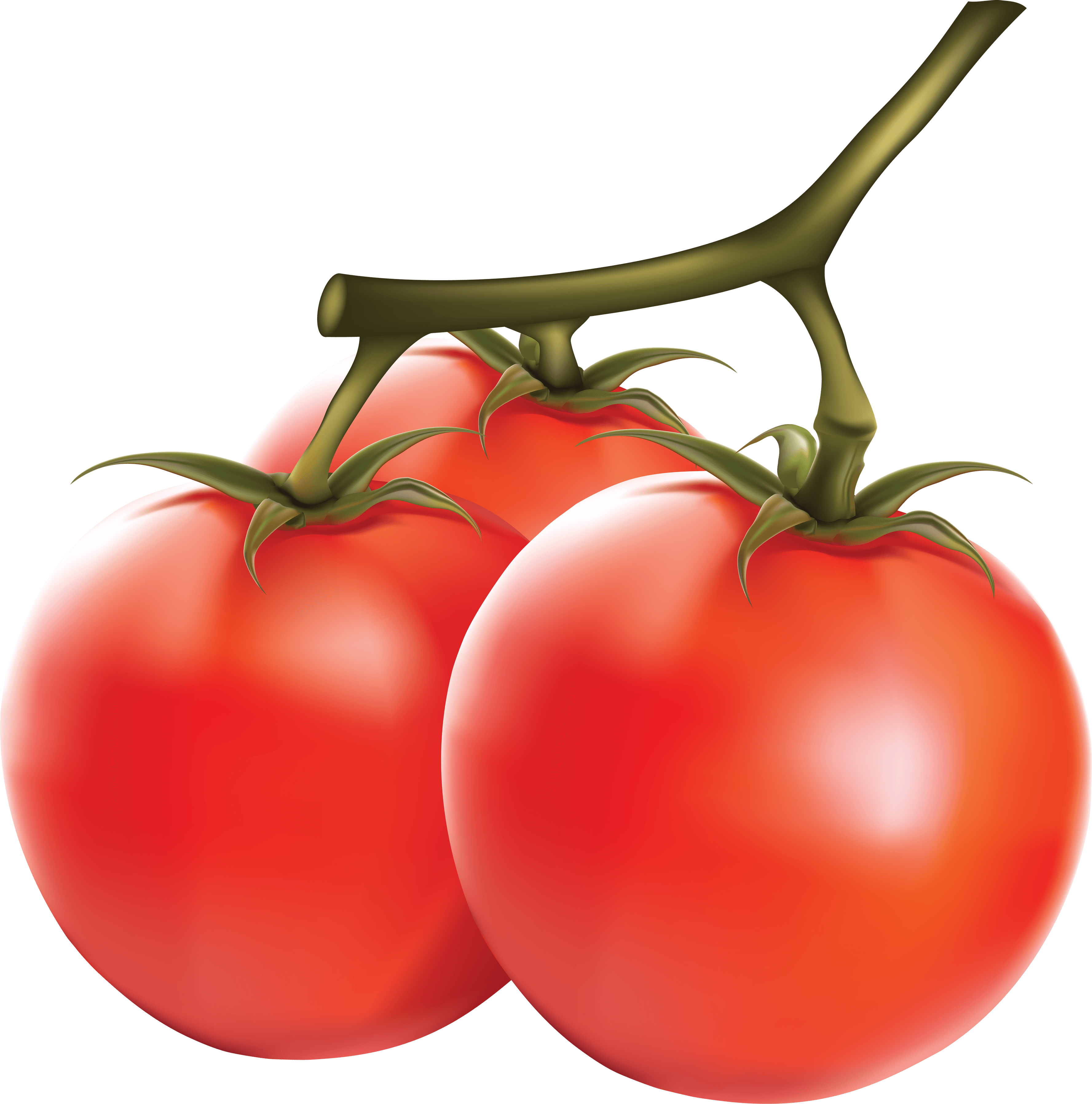 Tomato PNG Image PNG Image   HD Free Download