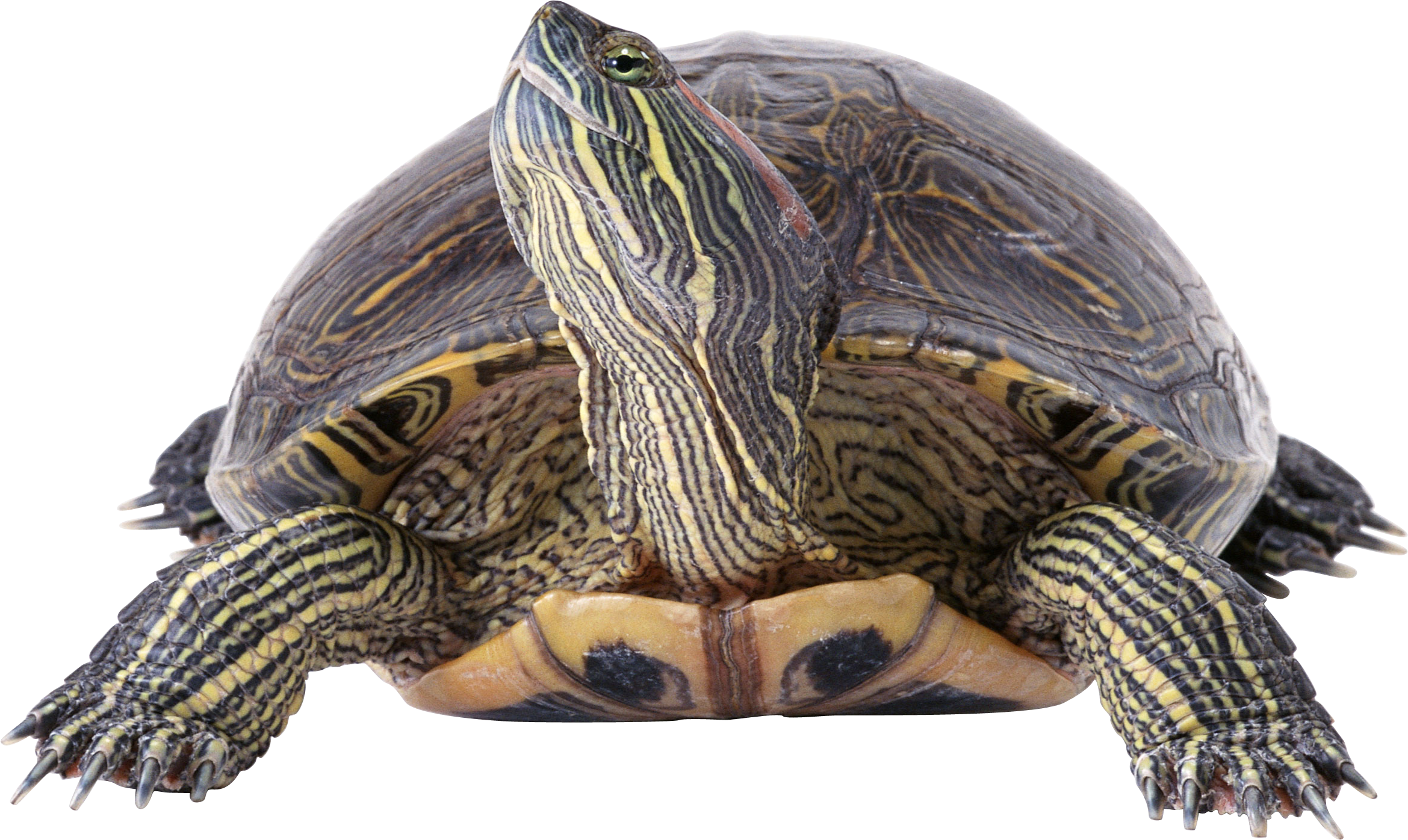 Turtle PNG Images With Transparent Background HD Free Download
