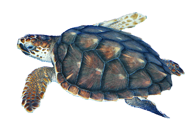 Turtle PNG Images With Transparent Background  HD Free Download