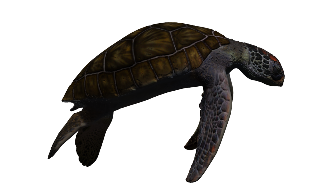 Turtle PNG Images With Transparent Background  HD Free Download