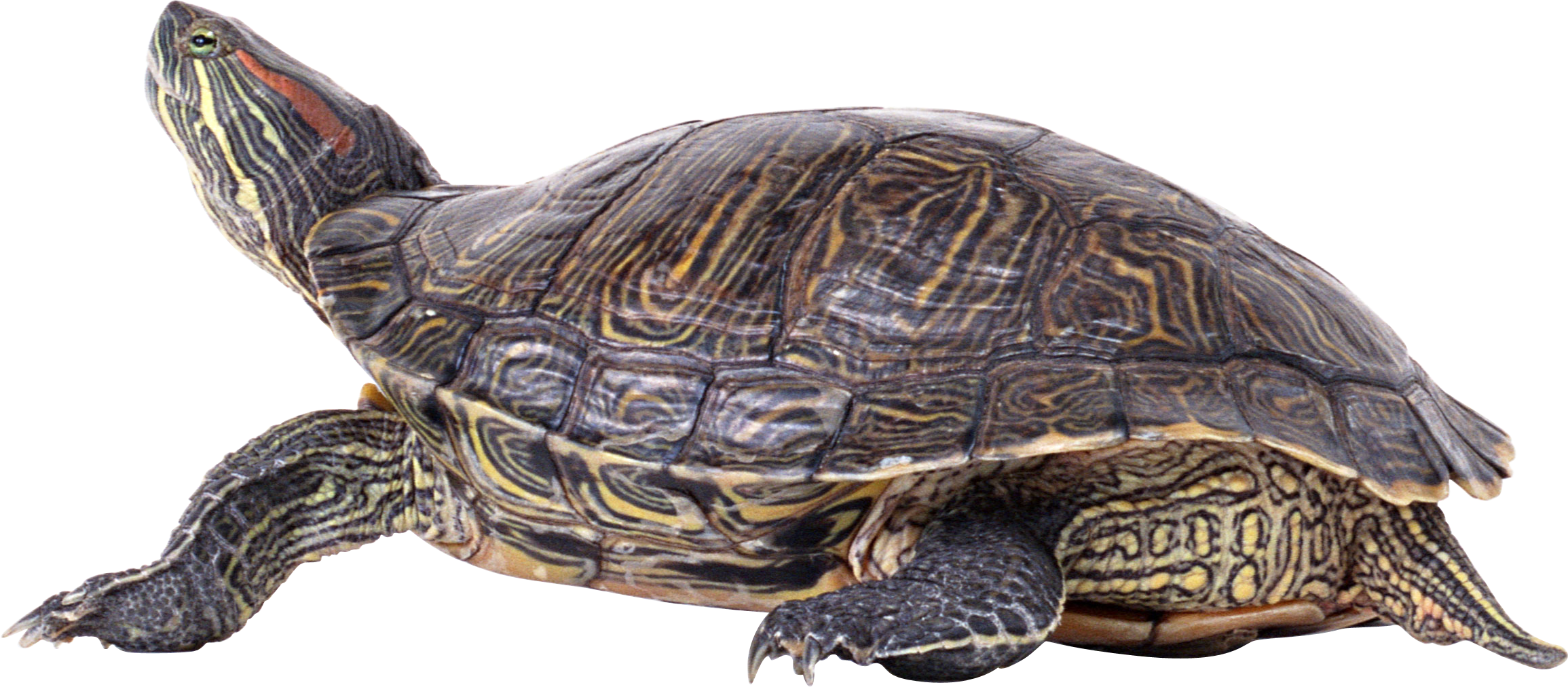 Turtle PNG Images With Transparent Background  HD Free Download