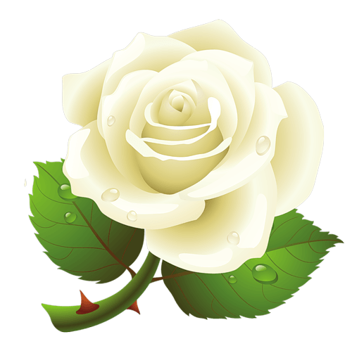 White Rose PNG Image Flower White Rose PNG  HD Free Download