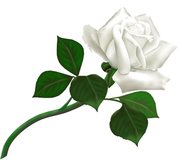 White Rose Transparent Background PNG Image  HD Free Download