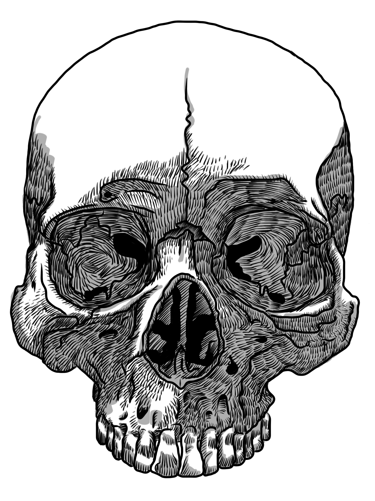 Drawn Ssckull Transparent Skull Pencil And Color  HD Free Download