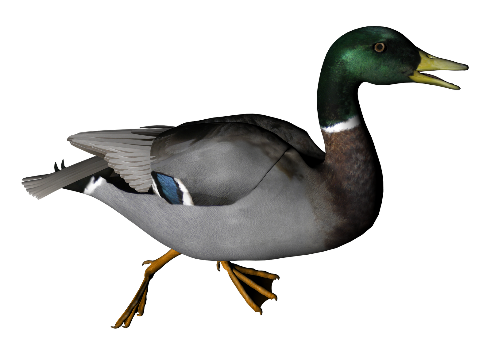Duck Misc PNG Clip Art And High Resolution Graphics And Clipart  HD Free Download