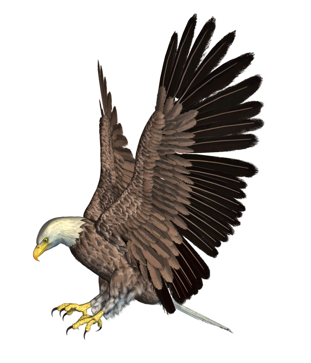 Eagle PNG Roy Deviantart  HD Free Download