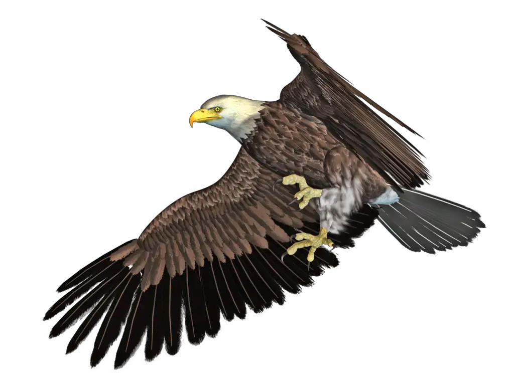 Eagle PNG Roy Deviantart  HD Free Download