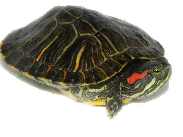 Ear Tips For Water Turtles Snakes Sunset  HD Free Download