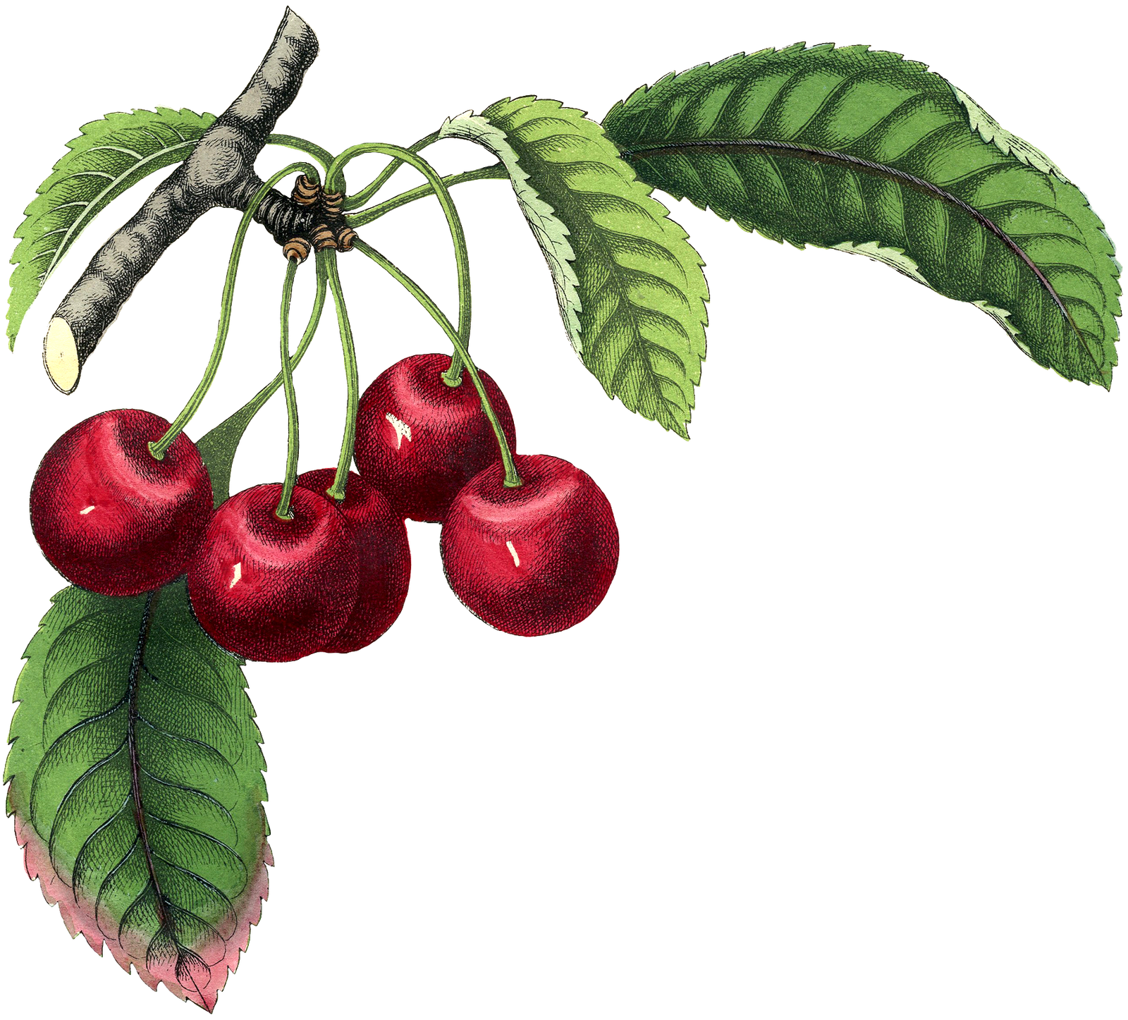 Fairy Botanical Fruit Bundle  HD Free Download