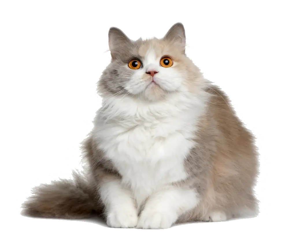 Fat Cat PNG  HD Free Download