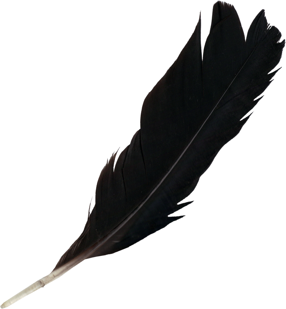 Feather Feathers PNG Transparent M  HD Free Download
