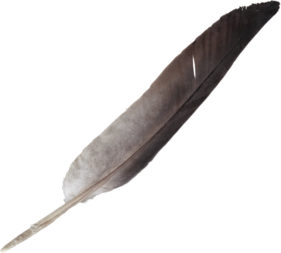 Feather Feathers PNG Transparent M  HD Free Download